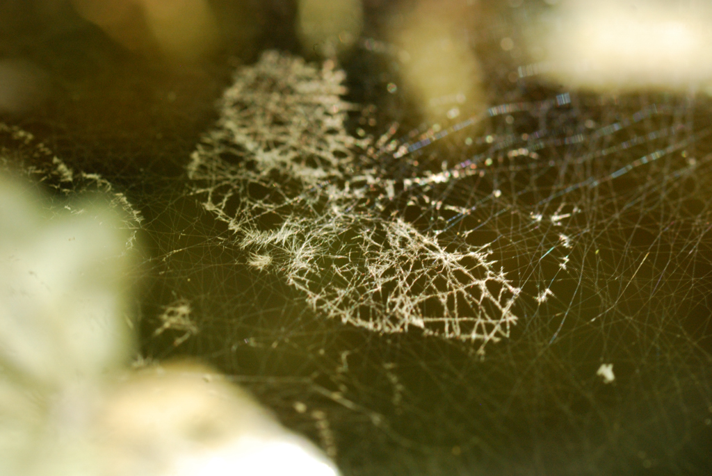 macro_012 .jpg